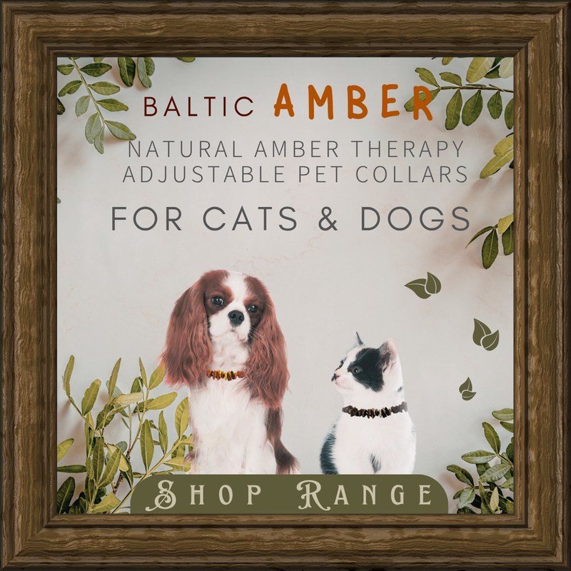 Natural Amber Therapy Pet Collars