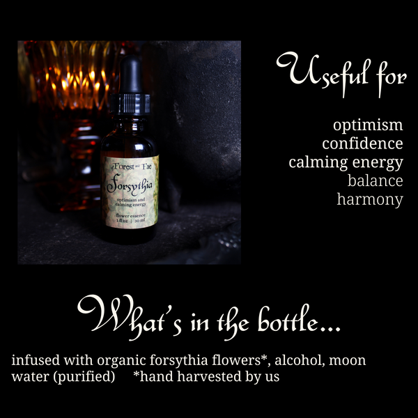 Optimism • Forsythia Flower Essence • Confidence & Serenity
