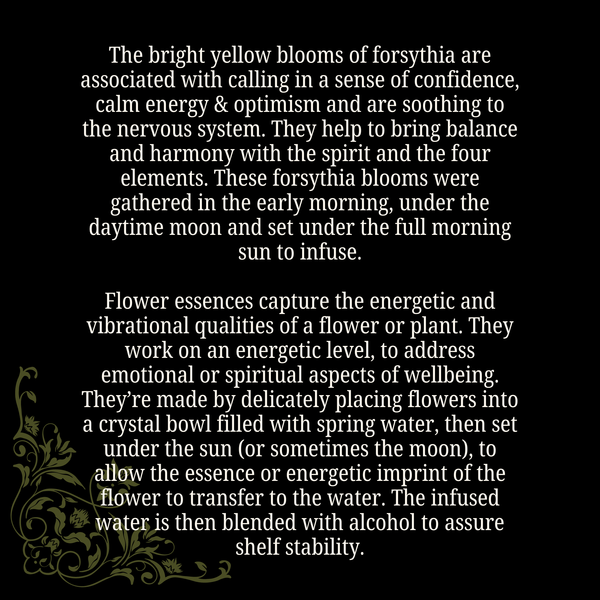 Optimism • Forsythia Flower Essence • Confidence & Serenity