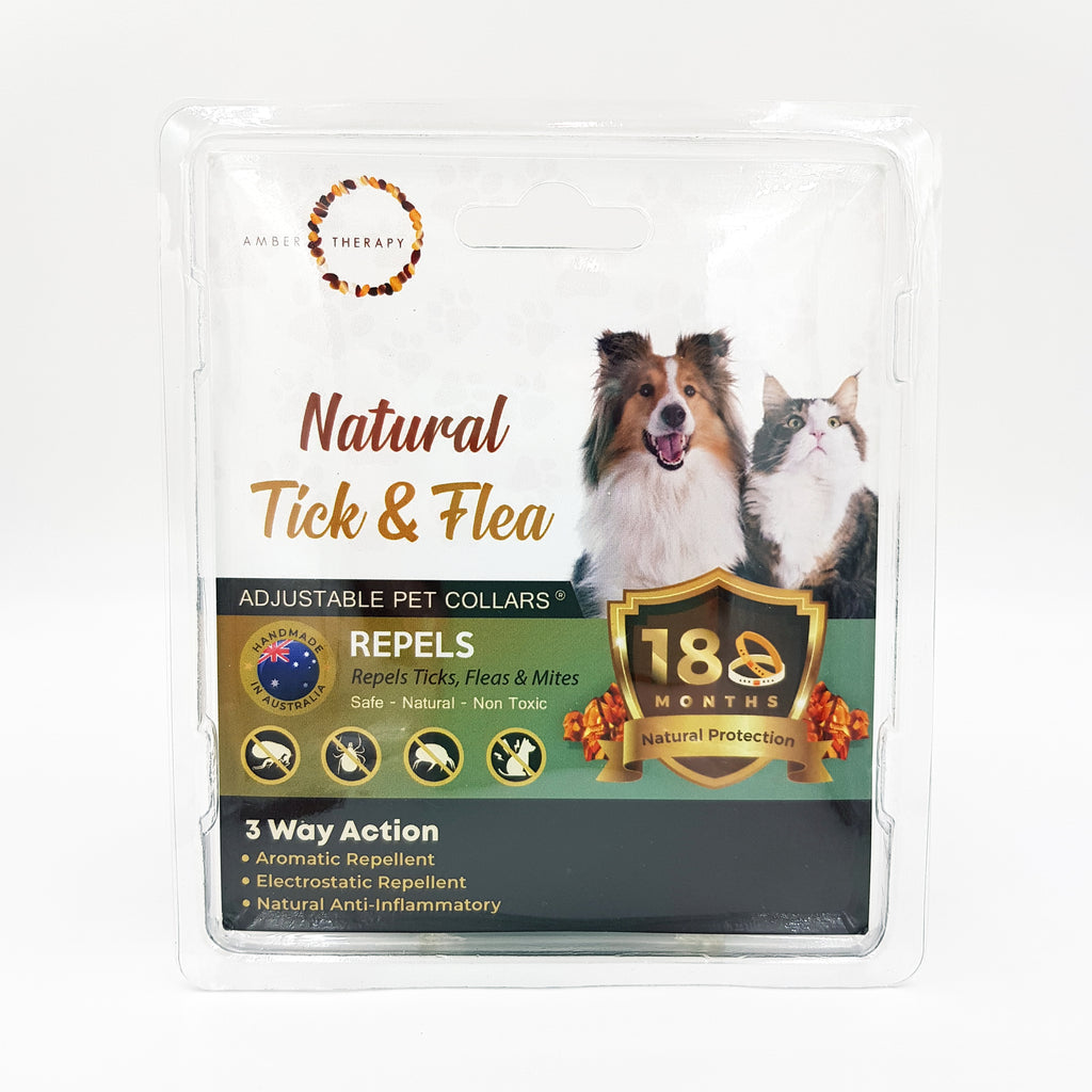 Medium Cat Toffee Amber Collar (Amber Therapy)