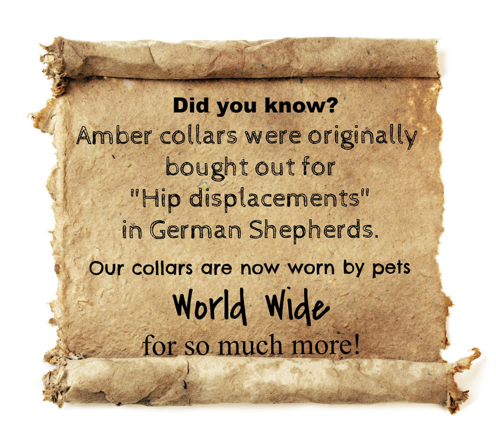 Medium Cat Toffee Amber Collar (Amber Therapy)
