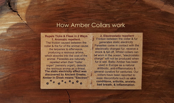 Medium Dog Toffee Amber Collar